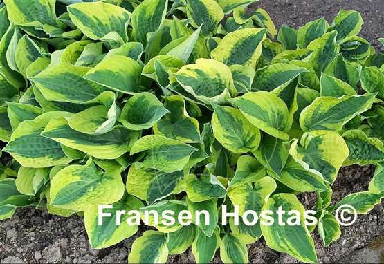 Hosta Wide Brim